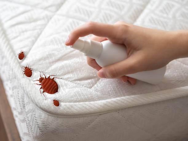 Reliable Park Hills, MO Pest Control Solutions